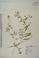 狗筋蔓藏品圖，第1張