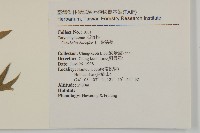 狗筋蔓藏品圖，第2張