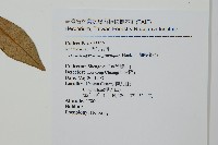 細梗絡石藏品圖，第2張