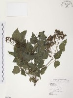 野鴉椿藏品圖，第1張