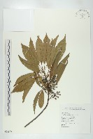 薯豆藏品圖，第1張