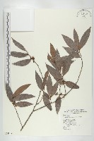 軟毛柿藏品圖，第1張