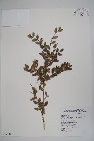 黃楊藏品圖，第1張