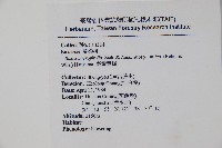 黃楊藏品圖，第2張