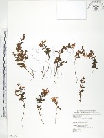 玉山金絲桃藏品圖，第1張