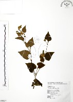 臭腥草、蕺菜藏品圖，第1張