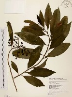 黑星紫金牛藏品圖，第1張