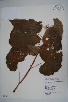 圓果秋海棠藏品圖，第1張