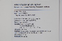 圓果秋海棠藏品圖，第2張