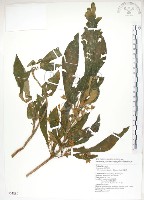 同蕊草、異色線柱苣苔藏品圖，第1張