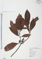 九節木、牛屎烏、青龍吐霧藏品圖，第1張