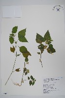 華九頭獅子草藏品圖，第1張
