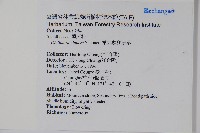 華九頭獅子草藏品圖，第2張