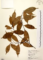 墨點櫻桃、黑星櫻藏品圖，第1張