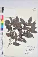 披針葉饅頭果藏品圖，第1張