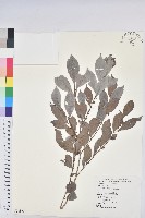 細葉饅頭果藏品圖，第1張