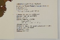 雷公藤藏品圖，第2張