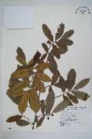 暗羅、雞爪樹藏品圖，第1張