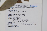 暗羅、雞爪樹藏品圖，第2張