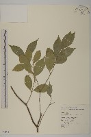 大丁黃藏品圖，第1張