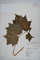 裂葉秋海棠藏品圖，第1張