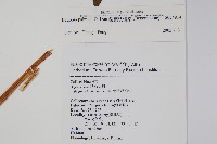 裂葉秋海棠藏品圖，第2張