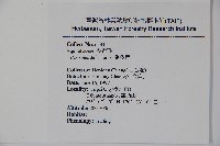 鐵冬青藏品圖，第2張