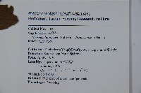 紅子莢迷藏品圖，第2張