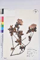 金毛杜鵑藏品圖，第1張