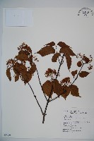 紅子莢迷藏品圖，第1張