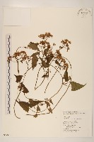 蔓澤蘭藏品圖，第1張