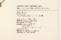 蔓澤蘭藏品圖，第2張