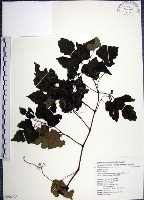 漢氏山葡萄藏品圖，第1張