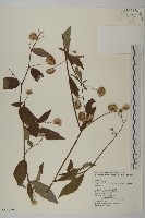 大頭艾納香藏品圖，第1張