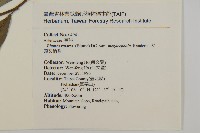 大頭艾納香藏品圖，第2張