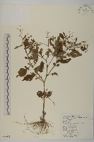 茯苓菜藏品圖，第1張