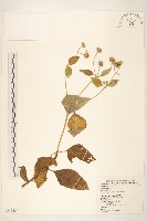 雙花蟛蜞菊藏品圖，第1張