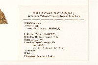 雙花蟛蜞菊藏品圖，第2張