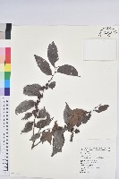 披針葉饅頭果藏品圖，第1張