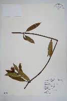 小錦蘭藏品圖，第1張