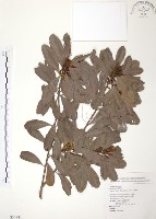 楊梅藏品圖，第1張