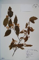 呂宋莢迷藏品圖，第1張