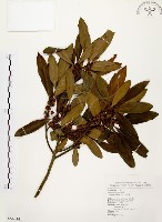 大明橘藏品圖，第1張