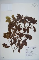 呂宋莢迷藏品圖，第1張