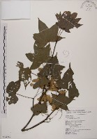 青楓藏品圖，第1張