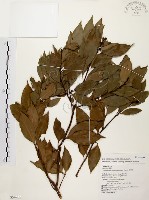 山肉桂、台灣肉桂藏品圖，第1張