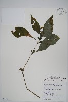 臺灣馬藍藏品圖，第1張