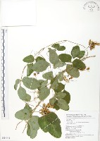 台灣山黑扁豆藏品圖，第1張