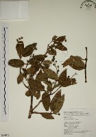 大葉溲疏藏品圖，第1張