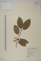 光果南蛇藤藏品圖，第1張